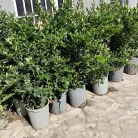 گل یاس هلندی بیرونی تخفیف به علت جمع کردن گلخانه