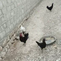 خروس و م ر غ