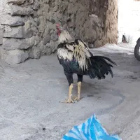 خروس لاری|حیوانات مزرعه|سردشت, |دیوار