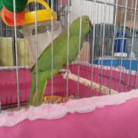 طوطی ملنگو و شاطوطی دم کشیده و مرغ مینا