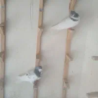 ۳تا کفتر شهری نر