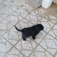 توله سگ ماده قدریجونی|سگ|بروجرد, |دیوار