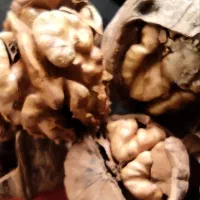 گردو ایرانی