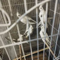 عروس هلندی مولد تظمینی|پرنده|شهرضا, |دیوار