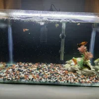 فروش کل تجهیزات اکواریوم با ماهی