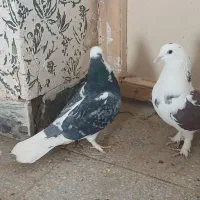 کورکورو اصل