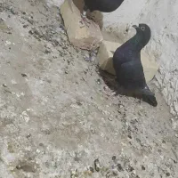 نرو ماده ذاغ|پرنده|زابل, |دیوار