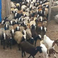 گوسفند شال|حیوانات مزرعه|اصفهان, مسجد مصلی|دیوار