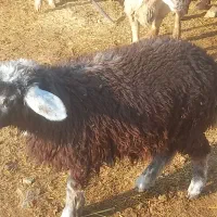 شیشک بره داردوقولوزا بز شیردار شیشک چاق کهره|حیوانات مزرعه|مرودشت, علی‌آباد‎|دیوار