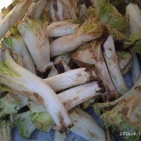 کنگر پاک شده