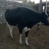 گاو ماده شیری فروشی|حیوانات مزرعه|خاش, |دیوار