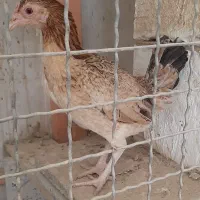 مرغ کوشامو یا لاری مینیاتوری۱۱ماهه|حیوانات مزرعه|ورامین, شهرک مدرس|دیوار