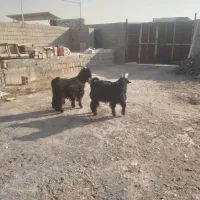 بزغاله دوبوری