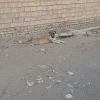 سگ سرابی|سگ|یامچی, |دیوار