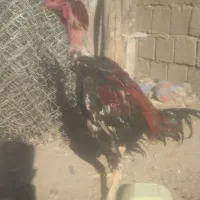خروس ومرغ|حیوانات مزرعه|شاهین دژ, |دیوار