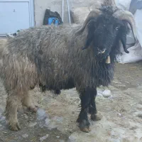 قوچ،میش،بره