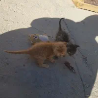 بچه گربه ناز