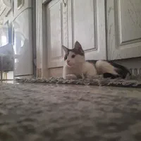 واگزاری گربه|گربه|مشهد, فدک|دیوار