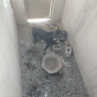 سگ ماده دوبرمن اصیل یک ونیم ساله|سگ|شهریار, بکه|دیوار