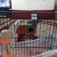 ی جفت مرغ عشق|پرنده|پاکدشت, پاکدشت (مامازند)|دیوار