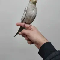 عروس هلندی اهویی