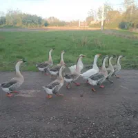 فروش قوغاز نروماده