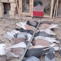 کبوترتهرونی وکاشونی|پرنده|برخوار, |دیوار