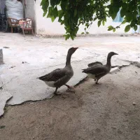 غاز