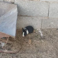 خرگوش|موش و خرگوش|زاهدان, |دیوار