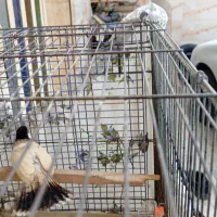 قفس پرون همراه پرنده|پرنده|اهواز, کوی کربن|دیوار