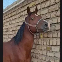 اسب داری زنگ بزن تسویه انلاین