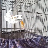 عشق|پرنده|بیرجند, |دیوار