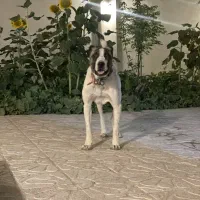 ا د م ی شدید نگهبان سفت