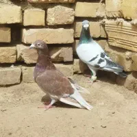 کفترر