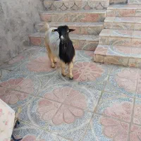 بز.