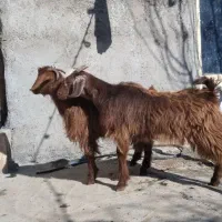 فروش فوری دو راس بزغاله ماده دوقلو خانگی