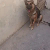 سگ ژرمن|سگ|اهواز, حصیرآباد|دیوار