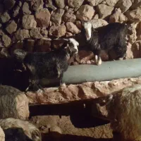 دوعددبیگ|حیوانات مزرعه|ایذه, |دیوار