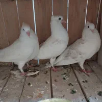 فروش ماده کفتر ودوتا جوجهاش