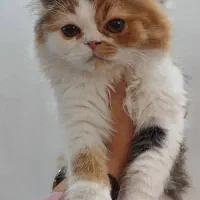 دو گربه پرشین ماده دوقلو