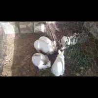 انواع مدل خرگوش|موش و خرگوش|خواف, |دیوار