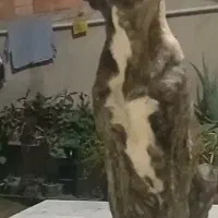 فریاد توله ۵ ماهه بچه غول خراسانی