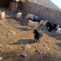 ۲۰عدد بزغاله نر پروار