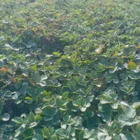 نهال توت فرنگی سابرینا