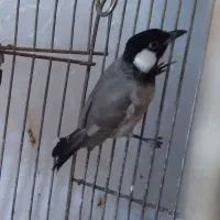 سهره‌قناری