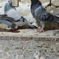 یه گل پرنده زنبوری|پرنده|شال, |دیوار