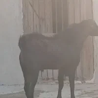 نری چاق|حیوانات مزرعه|قشم, |دیوار