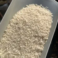 برنج طارم هاشمی گیلان|خوردنی و آشامیدنی|رشت, لاکان شهر|دیوار