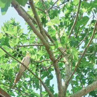 مرغ عشق بالغ و عروس هلندی بالغ|پرنده|اطاقور, |دیوار