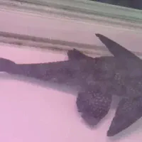 ماهی لجنخوار|ماهی|تهران, صادقیه|دیوار